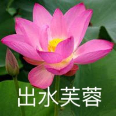 婚不可破：替婚娇妻夜夜撩